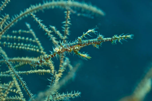Ghost Pipefish Blending with Wall Decal