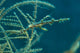 Ghost Pipefish Blending with Wall Decal