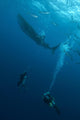 Divers Watching Whale Shark Wall Decal