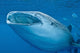 Close-up Whale Shark Swimming Wall Decal