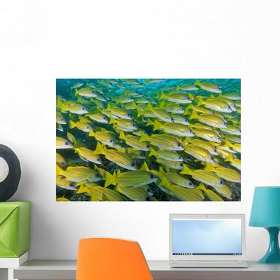 Large School Blue-lined Snapper Wall Decal shown on a wall