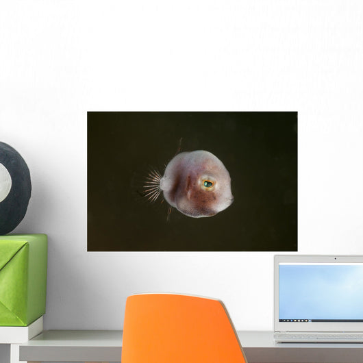 Tiny Pinkish Juvenile Filefish Wall Decal
