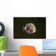 Tiny Pinkish Juvenile Filefish Wall Decal