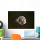 Tiny Pinkish Juvenile Filefish Wall Decal