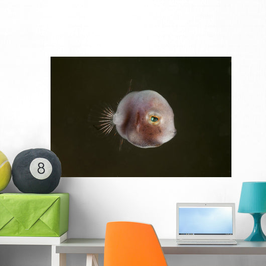 Tiny Pinkish Juvenile Filefish Wall Decal