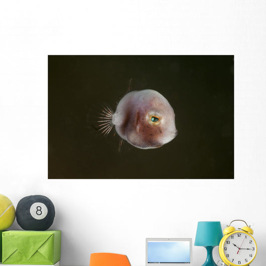 Tiny Pinkish Juvenile Filefish Wall Decal