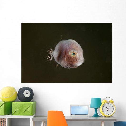 Tiny Pinkish Juvenile Filefish Wall Decal