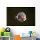 Tiny Pinkish Juvenile Filefish Wall Decal