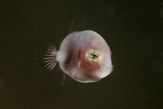 Tiny Pinkish Juvenile Filefish Wall Decal