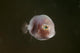 Tiny Pinkish Juvenile Filefish Wall Decal