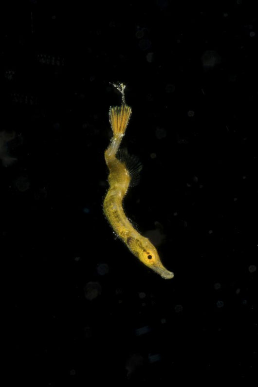 Unidentified Tiny Juvenile Yellow Vertical Wall Decal