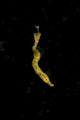 Unidentified Tiny Juvenile Yellow Vertical Wall Decal