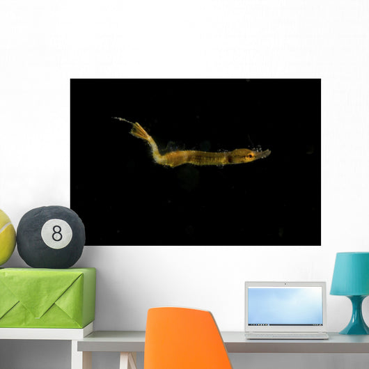 Unidentified Tiny Juvenile Yellow Wall Decal