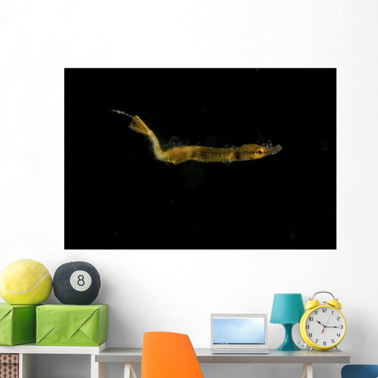 Unidentified Tiny Juvenile Yellow Wall Decal