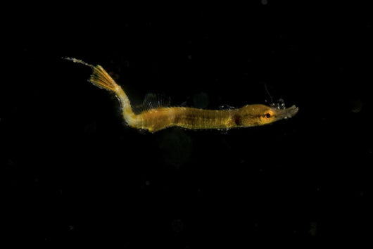 Unidentified Tiny Juvenile Yellow Wall Decal