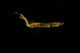 Unidentified Tiny Juvenile Yellow Wall Decal