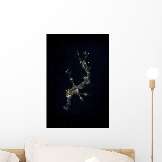 Transluscent Juvenile Harlequin Ghost Wall Decal
