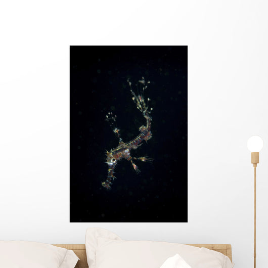 Transluscent Juvenile Harlequin Ghost Wall Decal