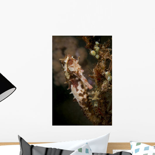 Large Mottled Thorny Seahorse Wall Decal