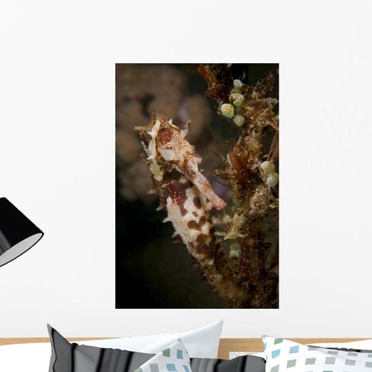 Large Mottled Thorny Seahorse Wall Decal
