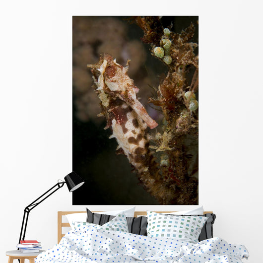 Large Mottled Thorny Seahorse Wall Decal