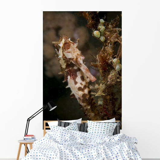 Large Mottled Thorny Seahorse Wall Decal