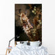 Large Mottled Thorny Seahorse Wall Decal