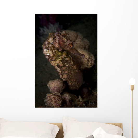 Side Portrait Mottled Seahorse Wall Decal