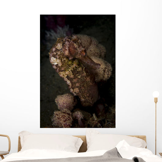 Side Portrait Mottled Seahorse Wall Decal