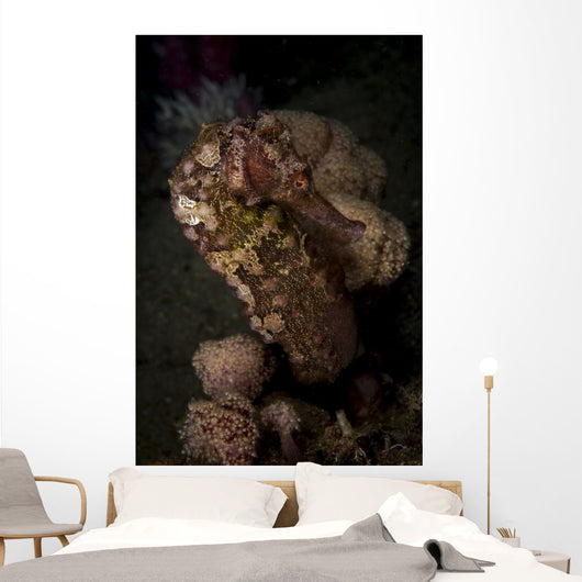 Side Portrait Mottled Seahorse Wall Decal