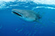 Whale Shark Swimming Wall Decal