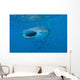 Whale Shark Swimming Open Mouth Wall Decal