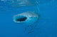 Whale Shark Swimming Open Mouth Wall Decal