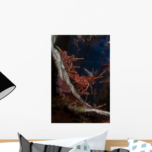 Hingebeak Shrimps Hiding inside Wall Decal