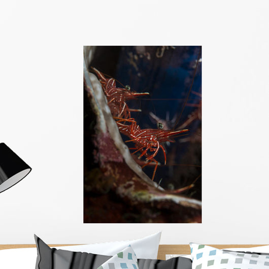 Hingebeak Shrimps Hiding inside Wall Decal