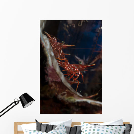 Hingebeak Shrimps Hiding inside Wall Decal