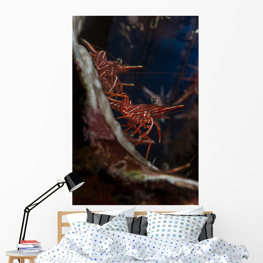 Hingebeak Shrimps Hiding inside Wall Decal