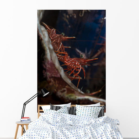 Hingebeak Shrimps Hiding inside Wall Decal