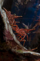 Hingebeak Shrimps Hiding inside Wall Decal