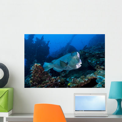 Bumphead Parrotfish Swimming Horizontal Wall Decal shown on a wall