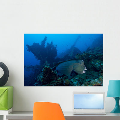 Bumphead Parrotfish Swimming Wall Decal shown on a wall