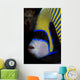 Portrait Emperor Angelfish Wall Decal