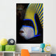 Portrait Emperor Angelfish Wall Decal