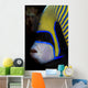 Portrait Emperor Angelfish Wall Decal