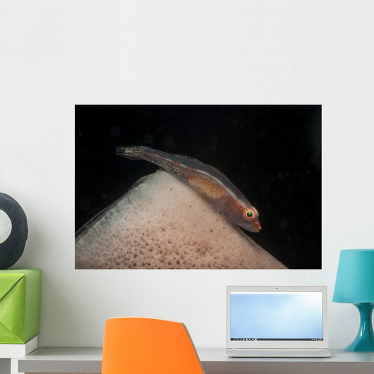 Red and Transparent Goby Wall Decal