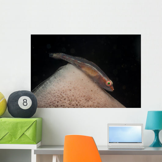 Red and Transparent Goby Wall Decal