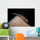 Red and Transparent Goby Wall Decal
