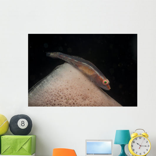 Red and Transparent Goby Wall Decal