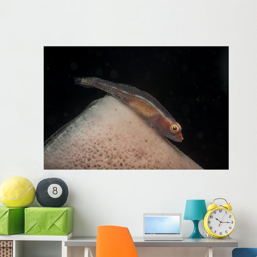 Red and Transparent Goby Wall Decal