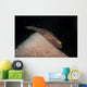 Red and Transparent Goby Wall Decal